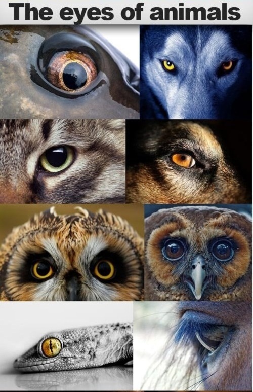 Product picture The eyes of animals, 15 x UHQ JPEG
